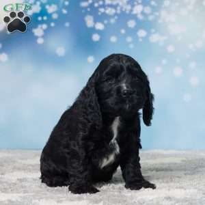 Rudolph, Cocker Spaniel Puppy